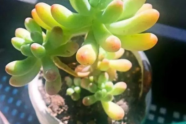 乙女心的叶片为何会发黄变透明,可能是光照不当、浇水不当等因素所致