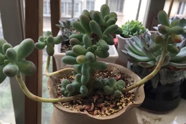 乙女心的叶片为何会发黄变透明,可能是光照不当、浇水不当等因素所致