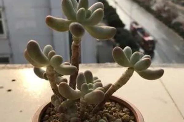 乙女心的叶片为何会发黄变透明,可能是光照不当、浇水不当等因素所致