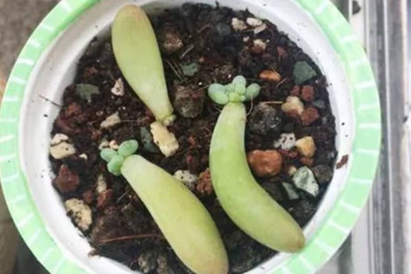 乙女心的叶片为何会发黄变透明,可能是光照不当、浇水不当等因素所致