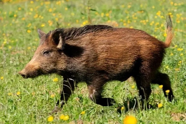 野猪最大可以长到多少斤,大部分是90-200公斤左右