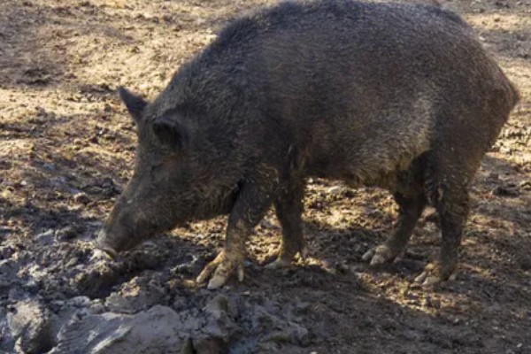 野猪最大可以长到多少斤,大部分是90-200公斤左右