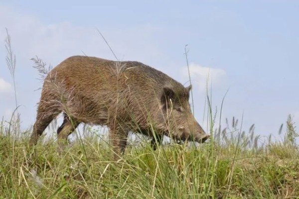 野猪最大可以长到多少斤,大部分是90-200公斤左右