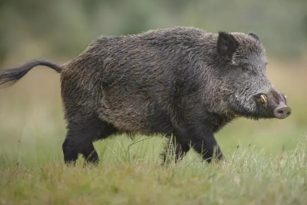 野猪最大可以长到多少斤,大部分是90-200公斤左右