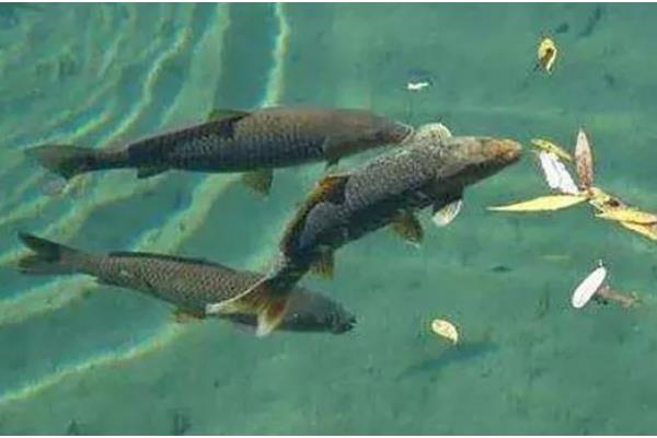 草鱼什么时候开口吃食,在5℃以上的水温下开始进食