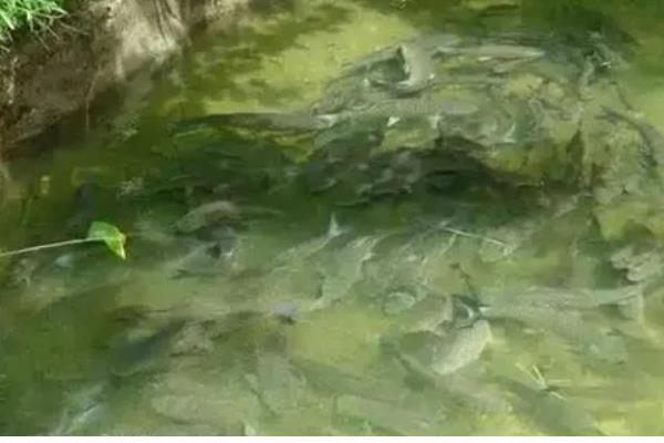 草鱼什么时候开口吃食,在5℃以上的水温下开始进食