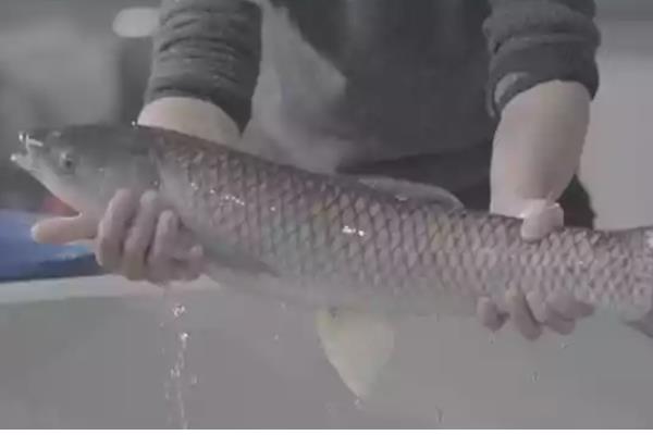 草鱼什么时候开口吃食,在5℃以上的水温下开始进食