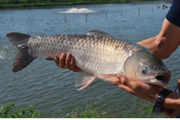草鱼什么时候开口吃食,在5℃以上的水温下开始进食