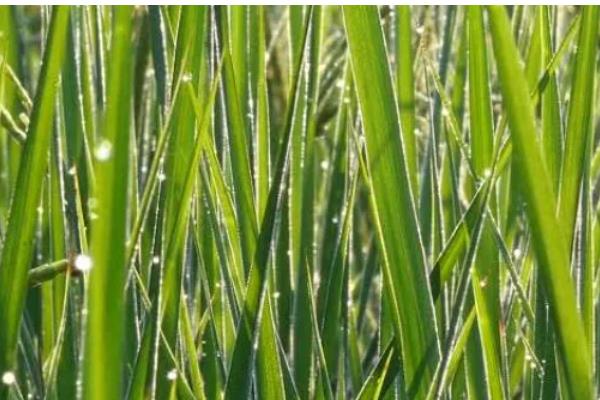 水稻的叶片有什么形态,分为直叶、挺叶、弯叶等类型