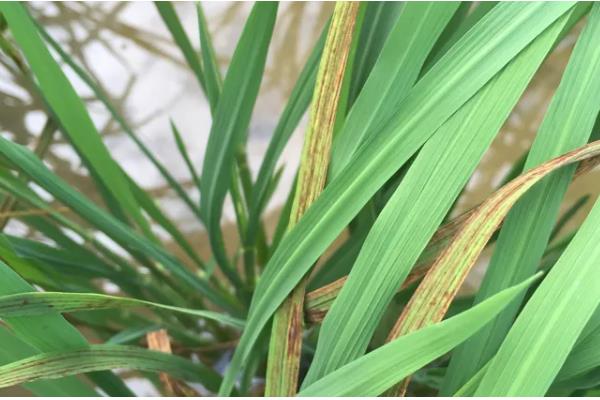 水稻的叶片有什么形态,分为直叶、挺叶、弯叶等类型