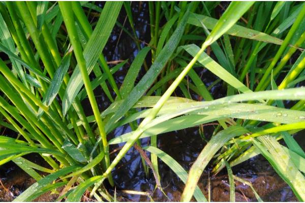 水稻的叶片有什么形态,分为直叶、挺叶、弯叶等类型