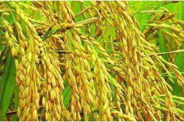 水稻的叶片有什么形态,分为直叶、挺叶、弯叶等类型