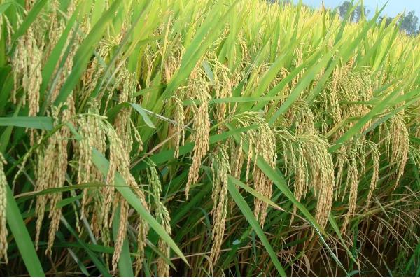水稻的叶片有什么形态,分为直叶、挺叶、弯叶等类型