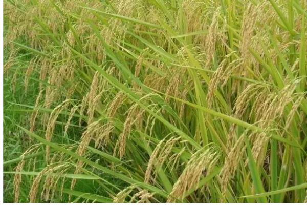 水稻的叶片有什么形态,分为直叶、挺叶、弯叶等类型