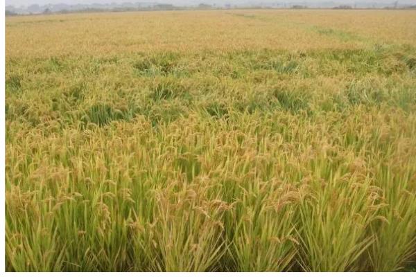 水稻的叶片有什么形态,分为直叶、挺叶、弯叶等类型