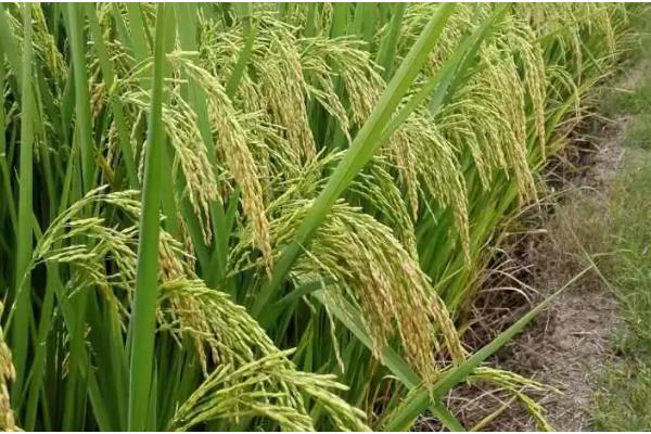 水稻的叶片有什么形态,分为直叶、挺叶、弯叶等类型