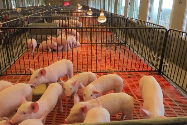 在猪圈里点蚊香有影响吗，长时间使用会导致猪慢性中毒