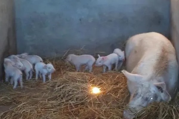 在猪圈里点蚊香有影响吗，长时间使用会导致猪慢性中毒