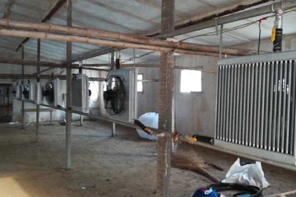 在猪圈里点蚊香有影响吗，长时间使用会导致猪慢性中毒