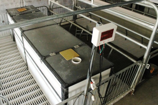 在猪圈里点蚊香有影响吗，长时间使用会导致猪慢性中毒