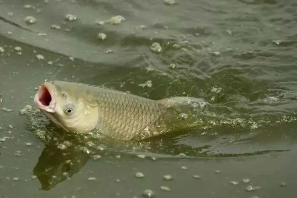 十月份钓草鱼钓底还是钓浮,大多数情况下钓底