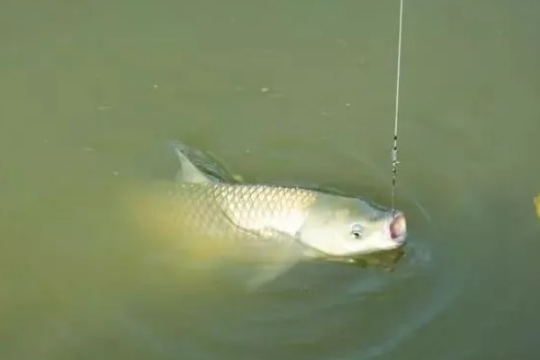 十月份钓草鱼钓底还是钓浮,大多数情况下钓底