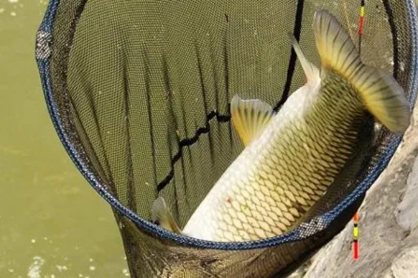 十月份钓草鱼钓底还是钓浮,大多数情况下钓底