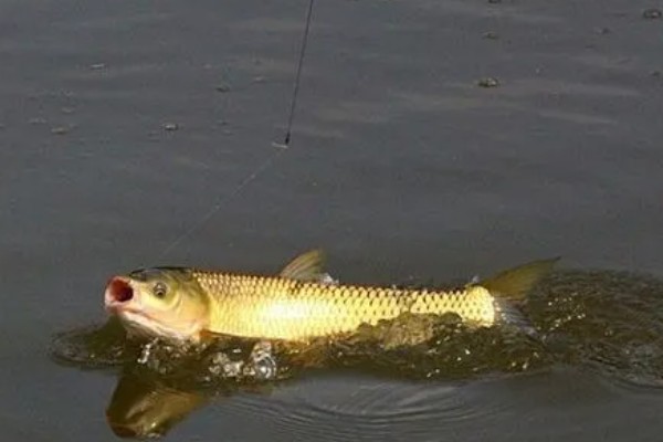 十月份钓草鱼钓底还是钓浮,大多数情况下钓底