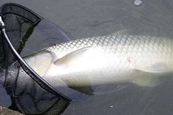 十月份钓草鱼钓底还是钓浮,大多数情况下钓底