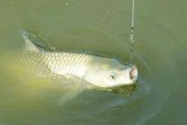 十月份钓草鱼钓底还是钓浮,大多数情况下钓底