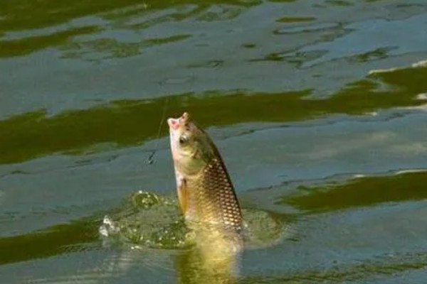 十月份钓草鱼钓底还是钓浮,大多数情况下钓底