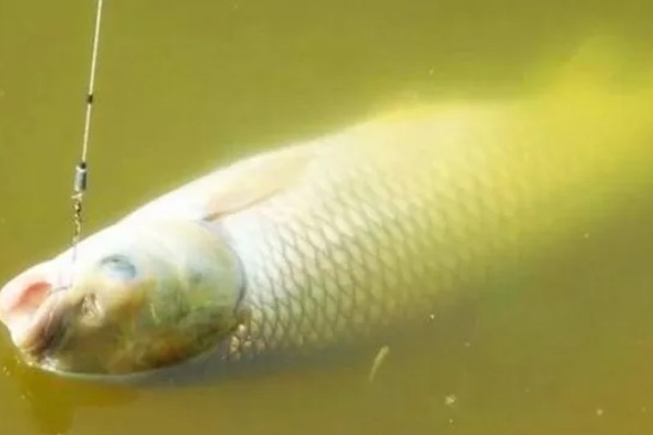 十月份钓草鱼钓底还是钓浮,大多数情况下钓底