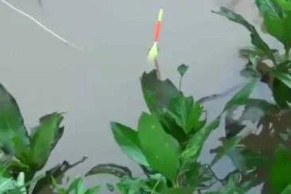 十月份钓草鱼钓底还是钓浮,大多数情况下钓底