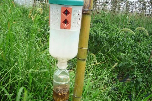 性引诱剂是什么防治,属于生物防治