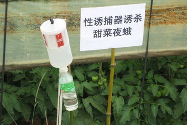 性引诱剂是什么防治,属于生物防治