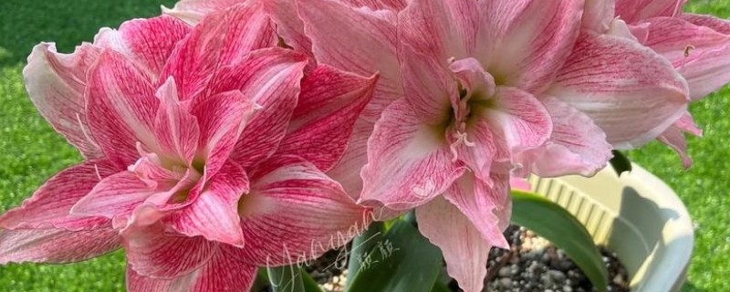 朱顶红用深盆还是浅盆合适，用深盆合适