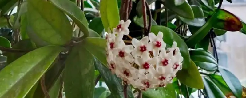 球兰开放需要多久,从发芽到开花需要3年左右