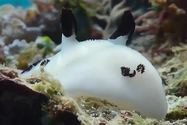 海兔是什么,也被叫做海蛞蝓