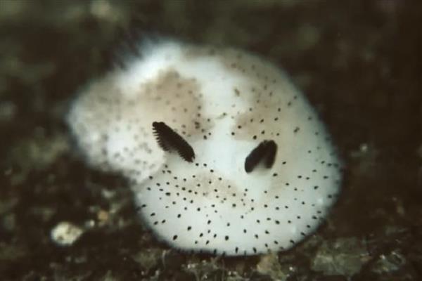 海兔是什么,也被叫做海蛞蝓