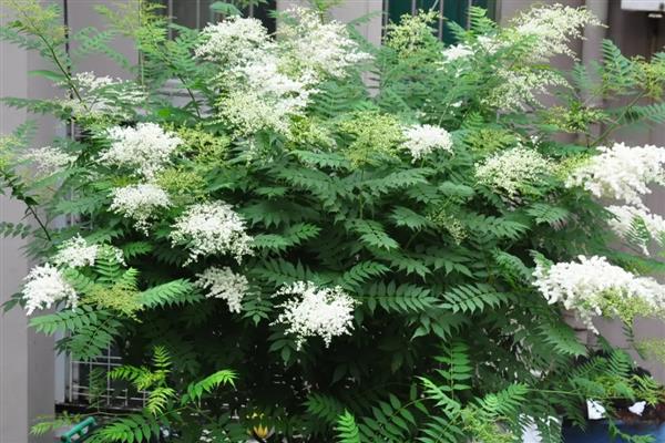 珍珠梅为何叶片发黄，遇到强光、空气干燥等因素都会造成