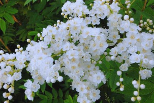 珍珠梅为何叶片发黄，遇到强光、空气干燥等因素都会造成