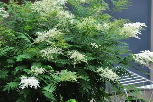 珍珠梅为何叶片发黄，遇到强光、空气干燥等因素都会造成