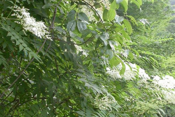 珍珠梅为何叶片发黄，遇到强光、空气干燥等因素都会造成