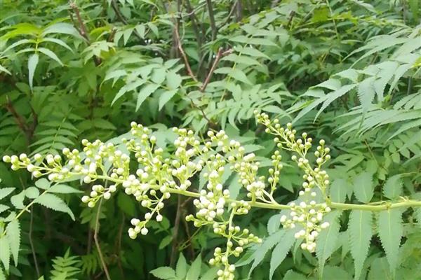 珍珠梅为何叶片发黄，遇到强光、空气干燥等因素都会造成