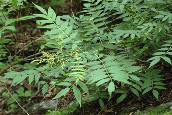 珍珠梅为何叶片发黄，遇到强光、空气干燥等因素都会造成