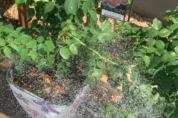 地栽滕本月季怎样施肥,春秋每半个月施加一次稀薄的液肥