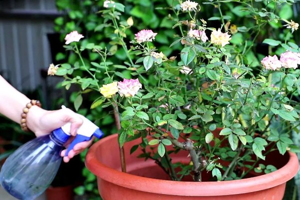 地栽滕本月季怎样施肥,春秋每半个月施加一次稀薄的液肥