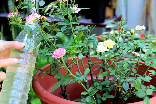 地栽滕本月季怎样施肥,春秋每半个月施加一次稀薄的液肥