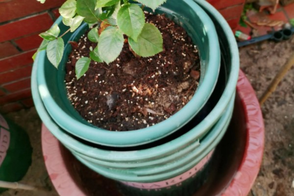 地栽滕本月季怎样施肥,春秋每半个月施加一次稀薄的液肥