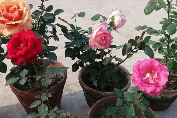 地栽滕本月季怎样施肥,春秋每半个月施加一次稀薄的液肥